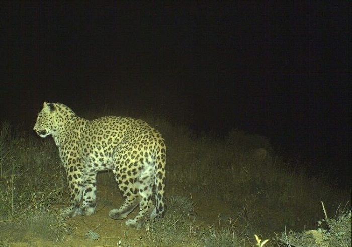 Five leopard cubs born in Azerbaijan 